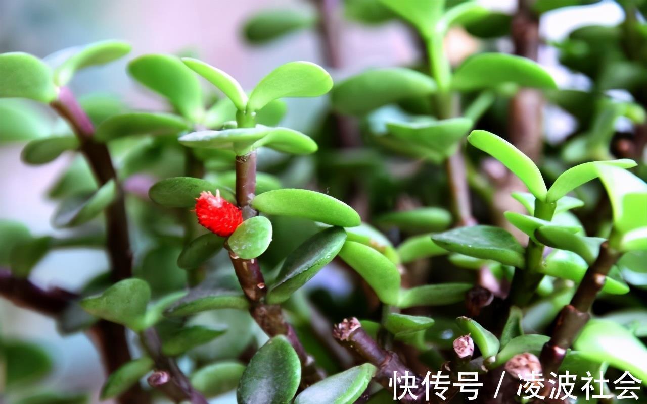 漂亮|养金枝玉叶,做到4点,长成粗壮老桩,漂亮又精致