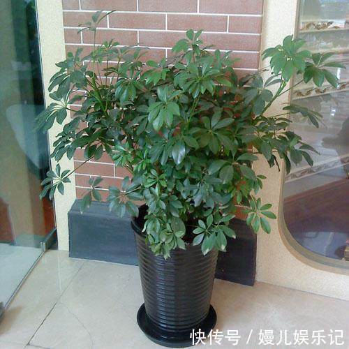 家里的花不要随便养,3种花,养人还旺财,聪明的人都在养