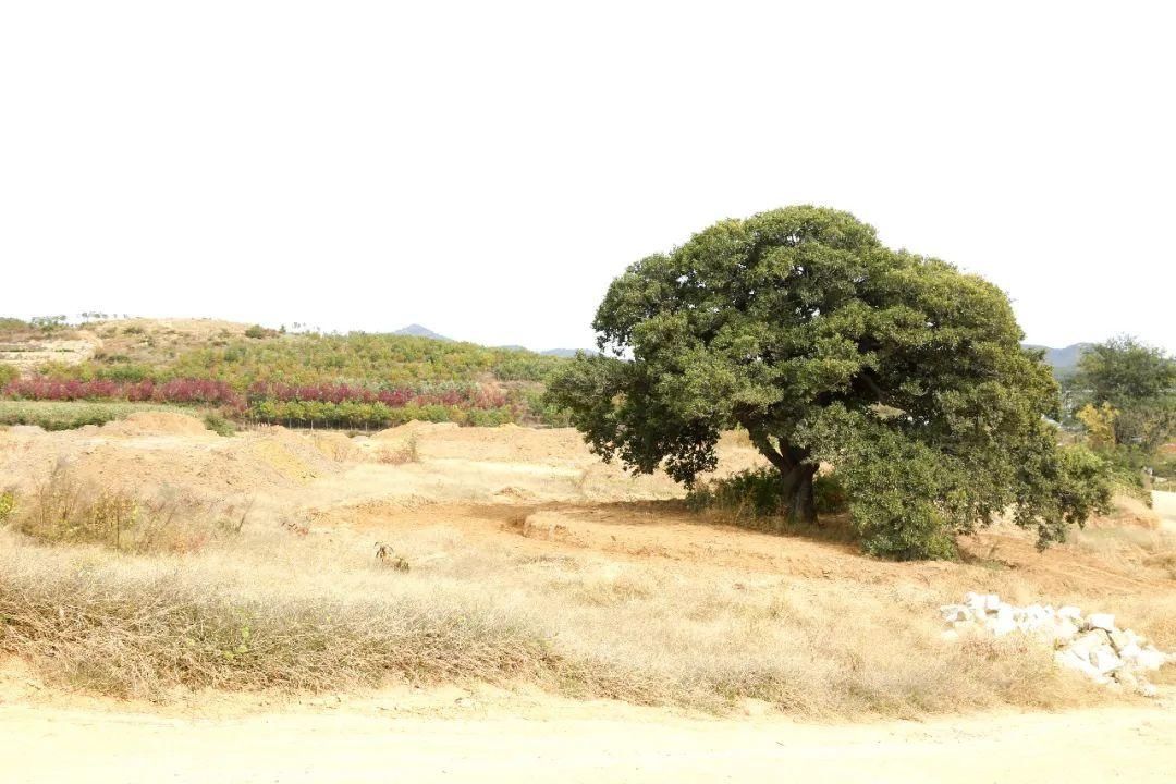 翅膀|红樱桃为乡村振兴插上“金翅膀”！