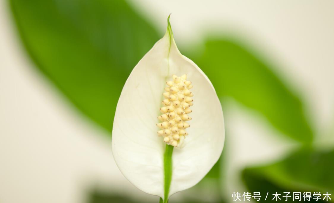 八种冬天可以水培开的花,现在是花期,花大又漂亮,真美