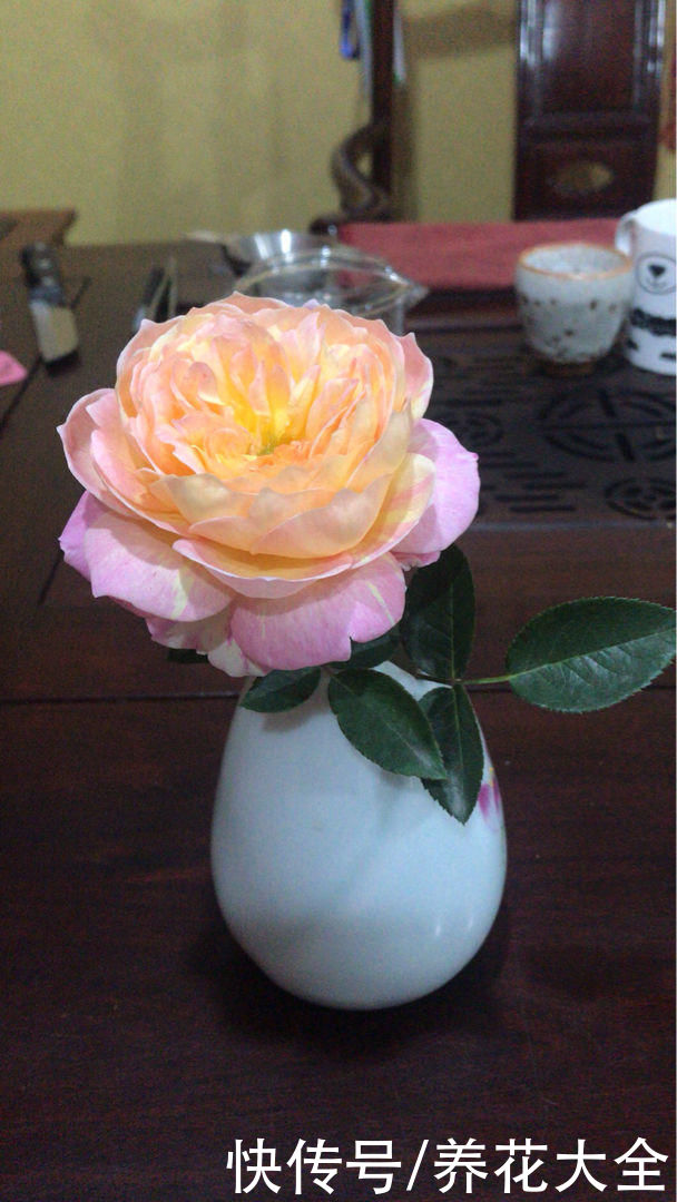 养花不用养太多，这一种花养好了，足够撑起一家门面