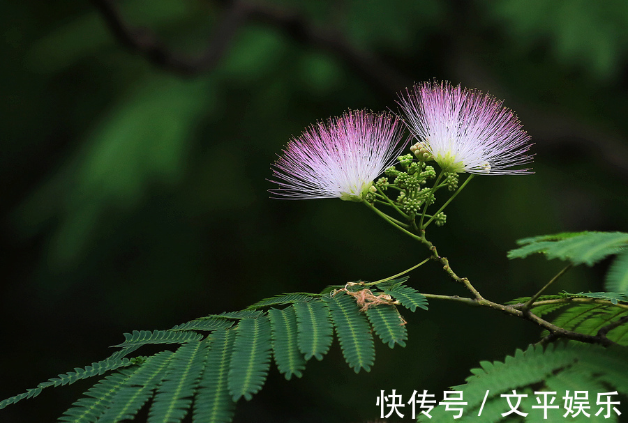 神经衰弱|一味中药,让你不生气、不焦虑、不悲伤、不抑郁,你值得拥有!