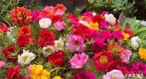 这些花卉美过玫瑰,一年四季花开不停,花大色艳很漂亮,谁养谁爱