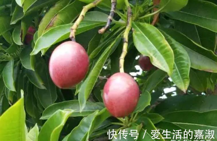 金皮树|认识植物界的“六大毒树”,看到“绕道走”,涨知识不吃亏