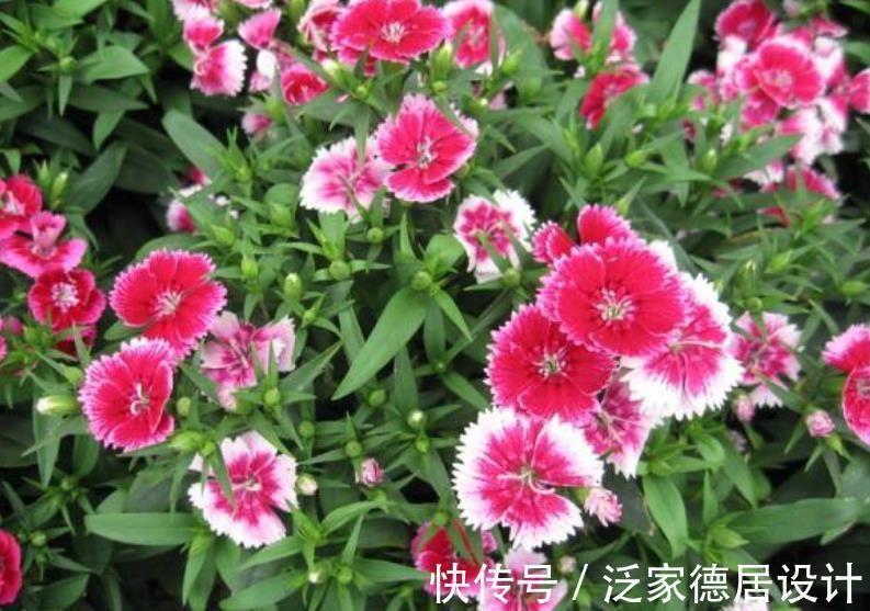 花卉|盘点8款耐寒的花草,零下20度照样生机勃勃,绽放满园冬色