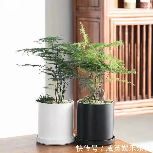 植株|五种小盆栽,耐阴又好养,办公室养几盆,增财运、旺事业