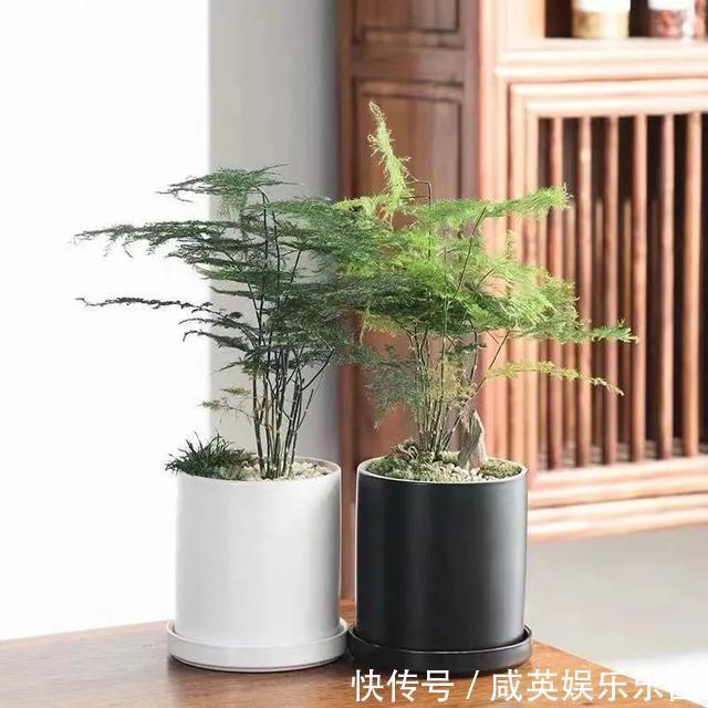 植株|五种小盆栽，耐阴又好养，办公室养几盆，增财运、旺事业