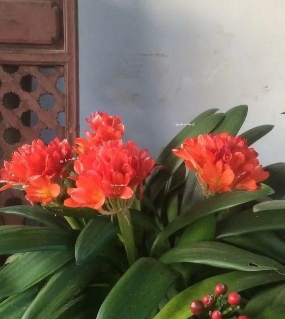 长寿|一棵长寿的花,124个花箭,开花,锅盖打开的方法