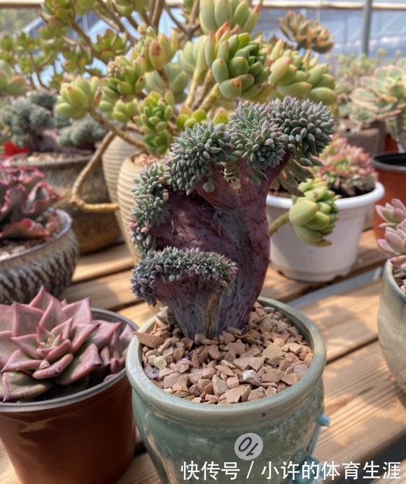 陶瓷盆不能养多肉?透气性差?都是谬论,养多肉跟花盆没关系