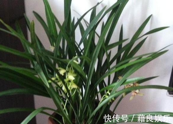 养花|“红砖”养花有这3大效果,在兰花盆底铺上一层,养一盆旺一盆!