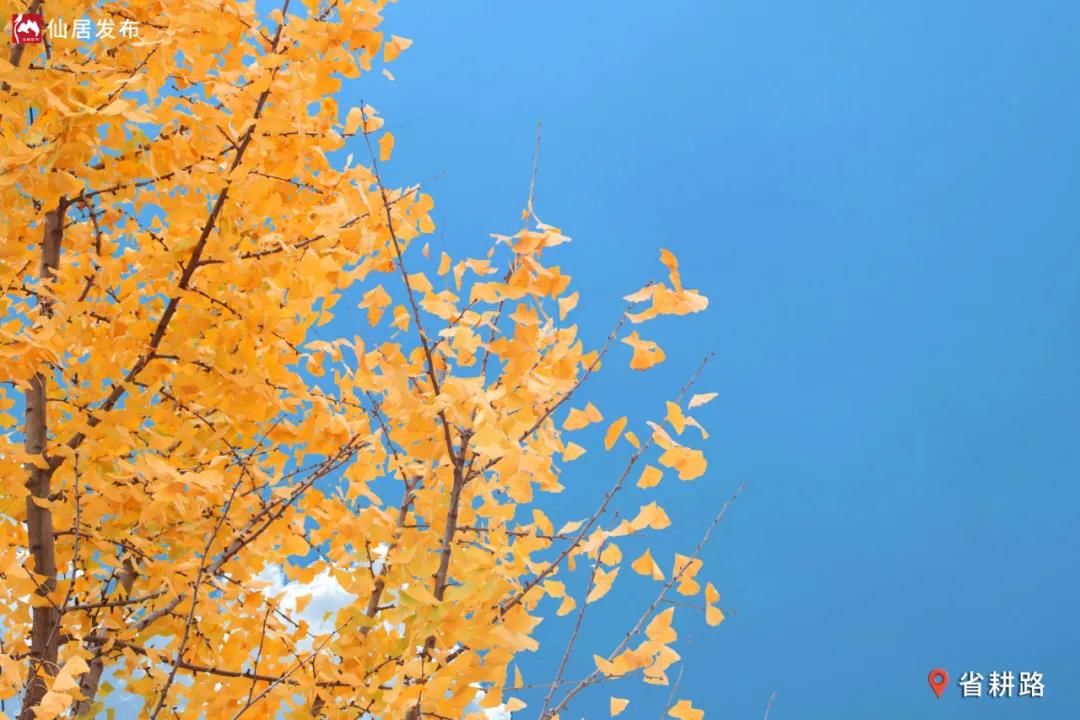 水杉|有一种诗意，就在仙居的初冬时节