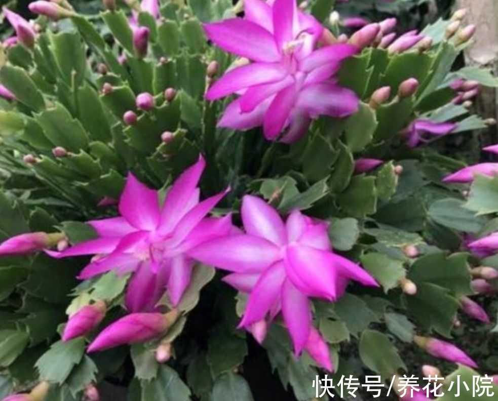 天凉了，2种花开始孕蕾，及时补充磷钾肥，花苞长得更多