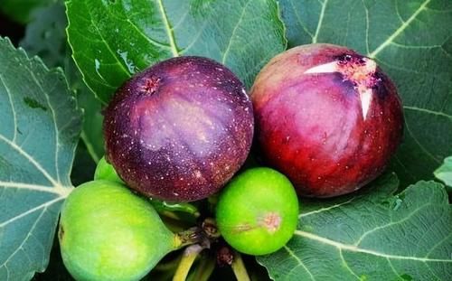 淀粉酶|人到中年想长寿,可以多吃3种食物,营养丰富,滋润身体!