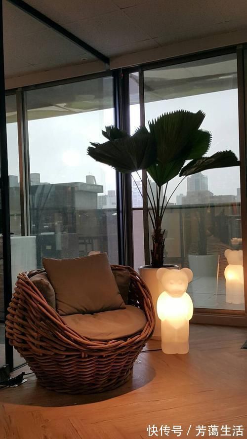 爱心榕|这5种“客厅小森林”的绿植,好看又有森林感,家里满满in风