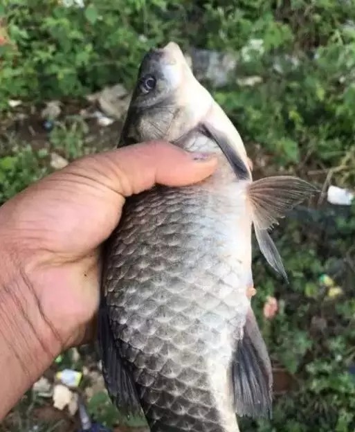 窝子|大板鲫在冬天其实很好钓,只需掌握几个关键点,到哪儿都能连竿