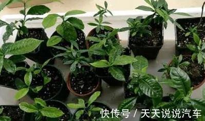 2种花现在扦插还不晚,折个枝插盆里,生根快,成活率高