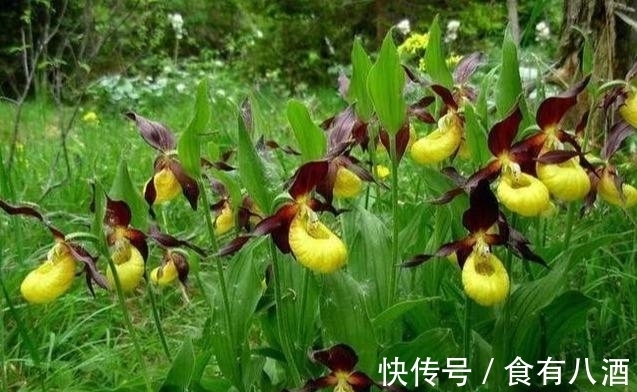 贝母|美丽而奇特,这些花的造型是你极少见到的,有你认识吗?(上)