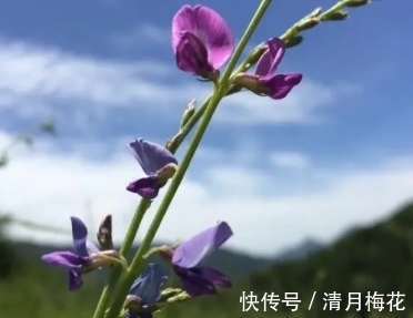同一枝条上开出不同颜色的花，似蝴蝶花间飞舞，请重视