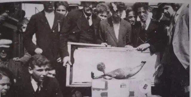 日本收藏的“龙”标本,背后不可告人的历史…