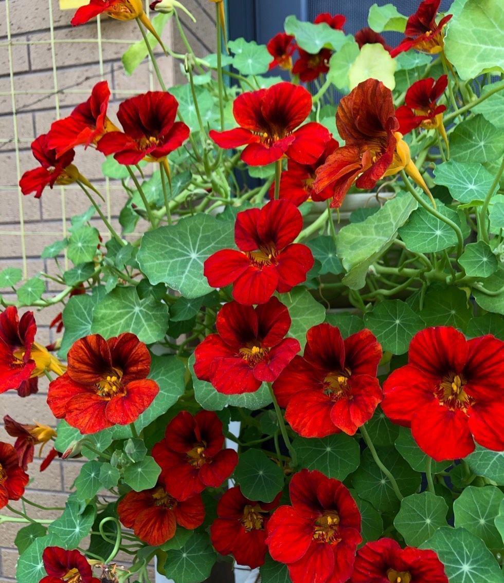 花儿|阳台养花可以养它，皮实好养很勤花，美丽一个秋天，花色也很绝