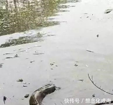 泥塘|水塘填埋做地基,水底藏了多年的大鱼,被捕获,1.2米