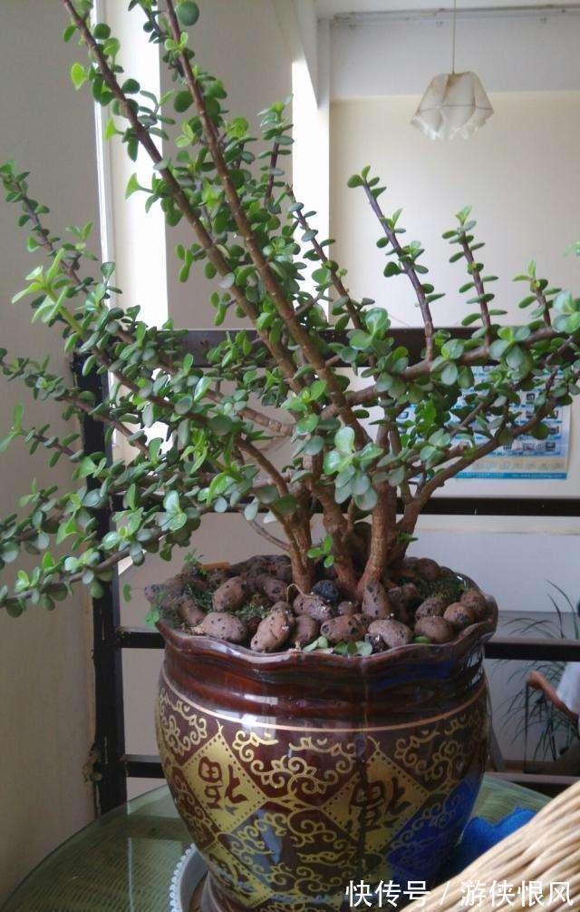 有机肥|金枝玉叶有6怕,难怪叶片哗哗掉,避开枝叶紧凑,二三年成老桩