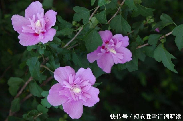 孟姜|盛夏槿花,颜如舜华,朝开暮落,仙子优雅,槿花八首伴盛夏