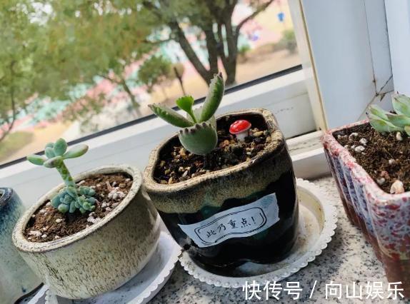 多肉植物|养多肉熊童子，不碰就掉叶子，你知道为什么，该怎么抢救吗