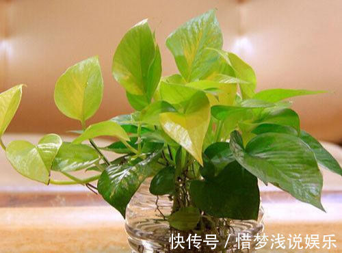 世界上那些能净化空气植物,清新空气一把好手,家里办公室都能养