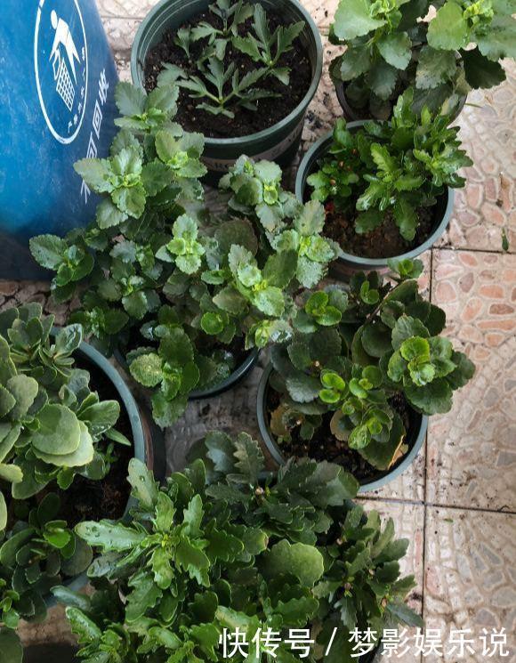 长寿花开败了?别手欠!3件事做对了,花芽又挤满了