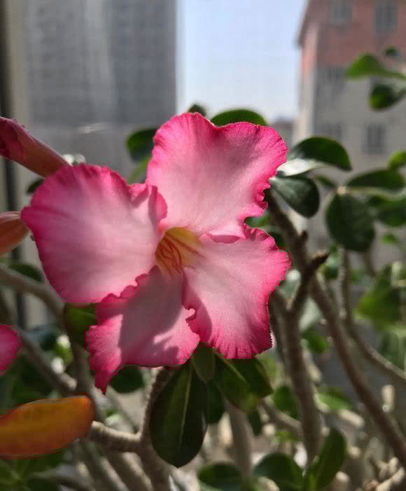 沙漠玫瑰最怕水,水一多就腐烂,颗粒土种植,平常多晒太阳