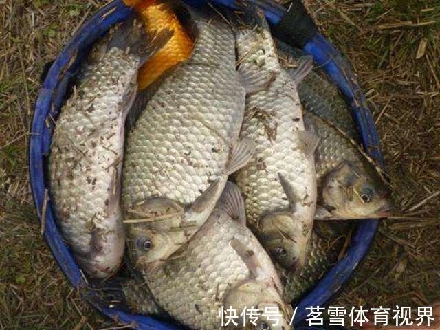 粉饵|钓鲫鱼久不发窝，不妨试试这几种打窝方式，鱼口马上会有变化