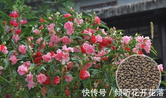 栽种|凤仙花:天然的染色剂,儿时用它染指甲,好看又防蛇,栽种要当心