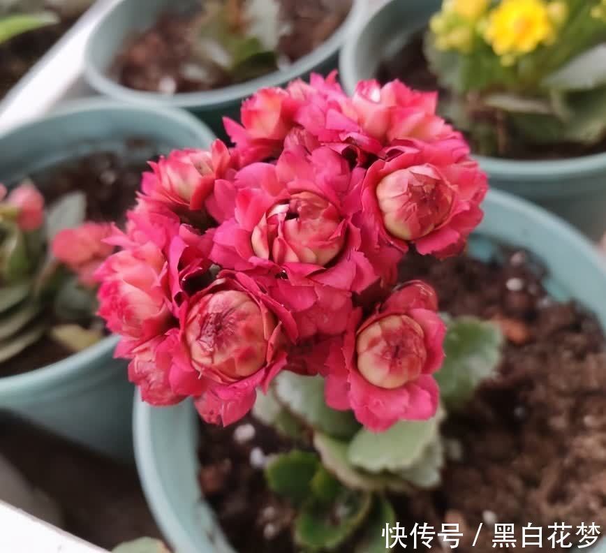 有5种花，很好养很勤花很优秀，种阳台露台上非常美