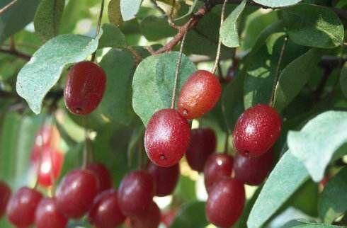 蟹味菇|吃了都说好的食物，推荐常吃，滋肾益肝，补肾壮腰，舒筋活络