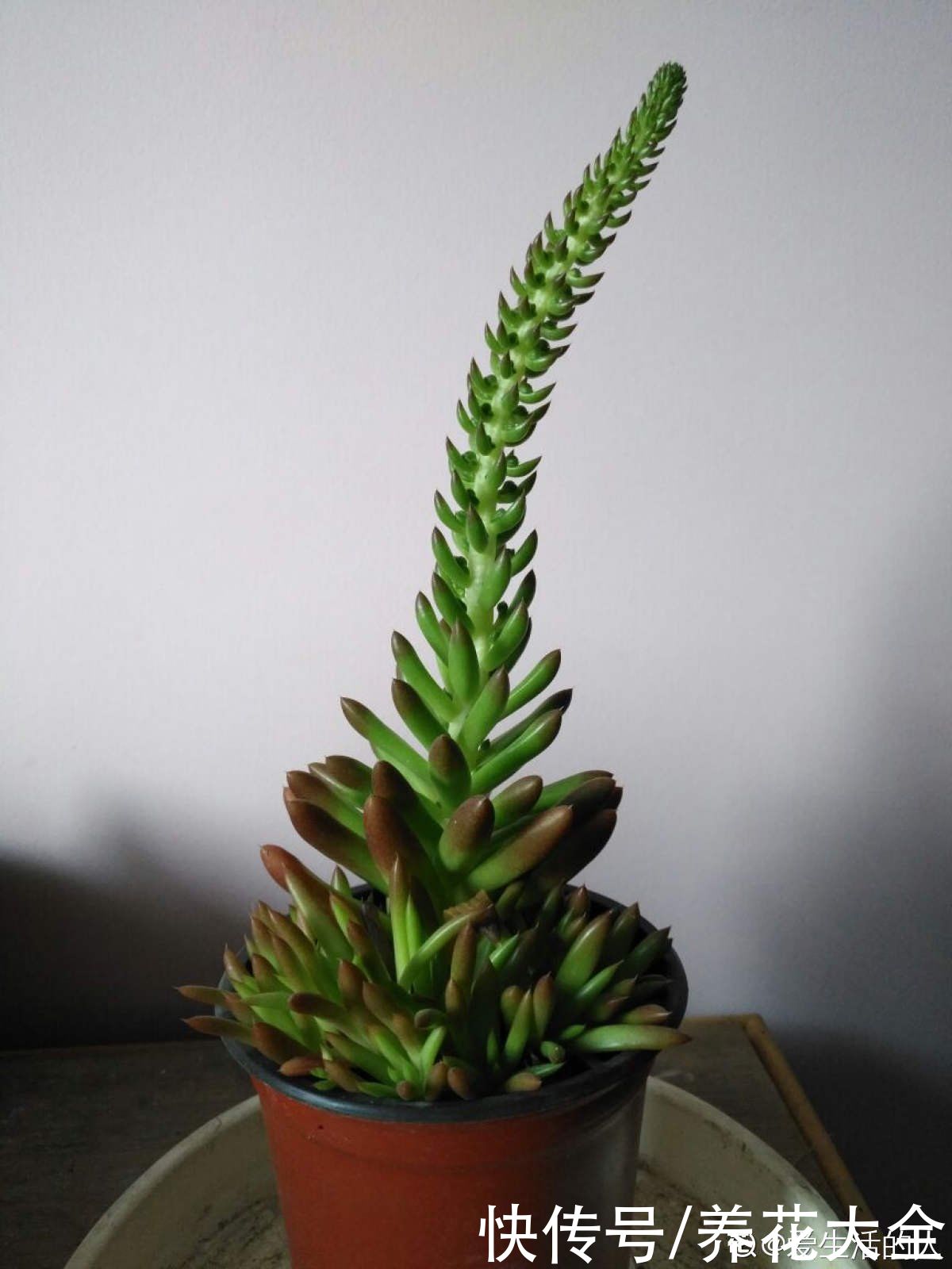 佛手|人气超高的景天科多肉，选得好也要养得好，网友：太美了