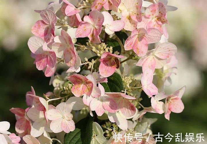 植物|农历7月31日开始,居家养这几款植物,美艳又动人,枝头窜满花苞