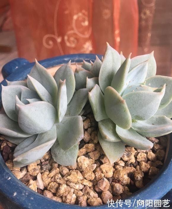 多肉|?秋天终于来了,昼夜温差加大,多肉搬到室外,2周出状态