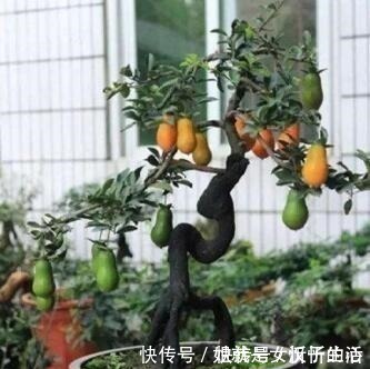 家里养棵上2棵树,旺财还镇宅,可别再说“家里”不能养树了!