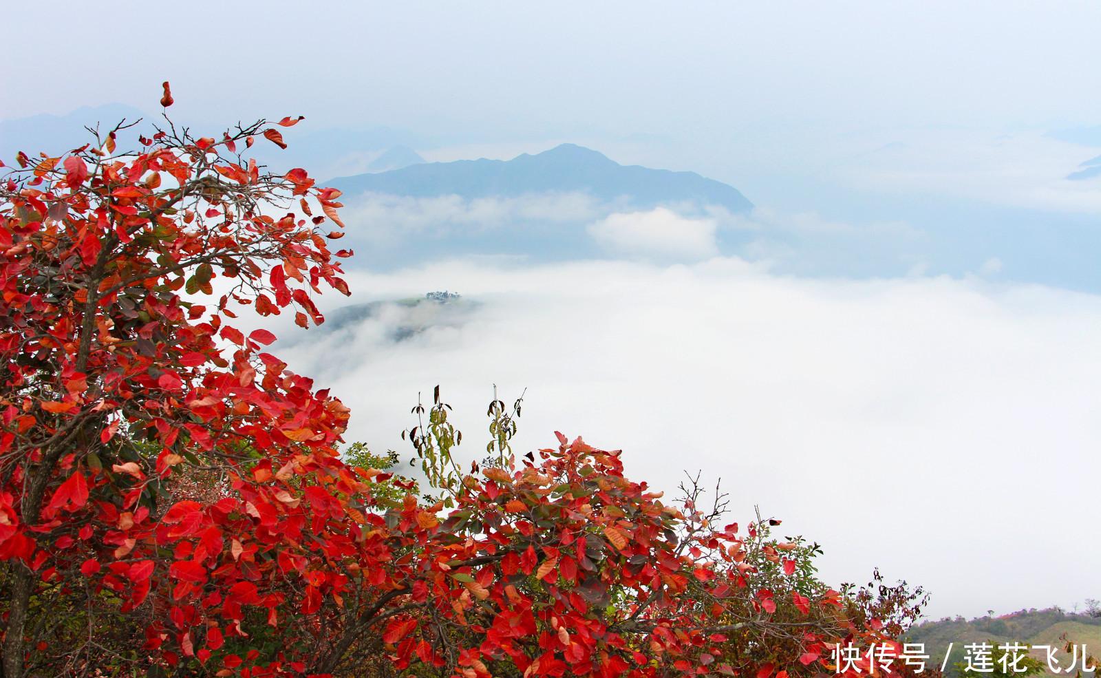  盛世|Hello！我是木王山红叶！我以盛世美颜待君来！