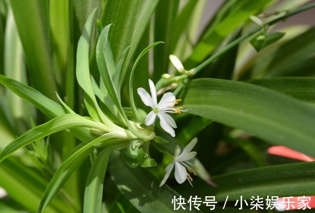 沙漠玫瑰沙漠玫瑰|居家养花，此几款夏季必养花，超级好养，分分钟养爆盆，花开绚丽