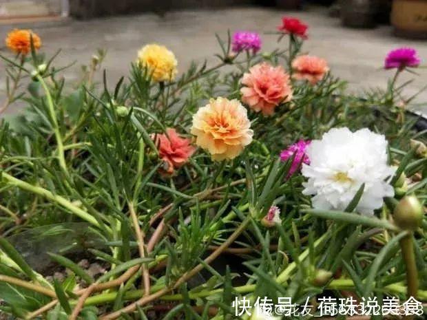 太阳花|这花枝条剁8段，沾土就能活，3天生根7天开花！