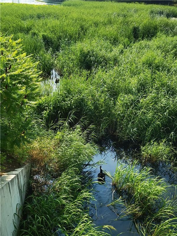 纳暑|夏日探景｜打卡长春友谊公园