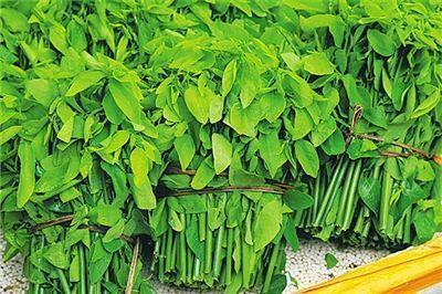 滋补|对身体最好的3种食物,营养丰富、滋补身体,好吃又健康!