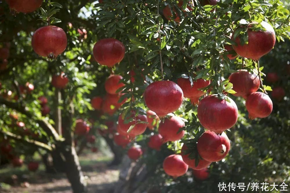 枝条|冬剪开始了，月季看见这种枝，就要赶紧剪