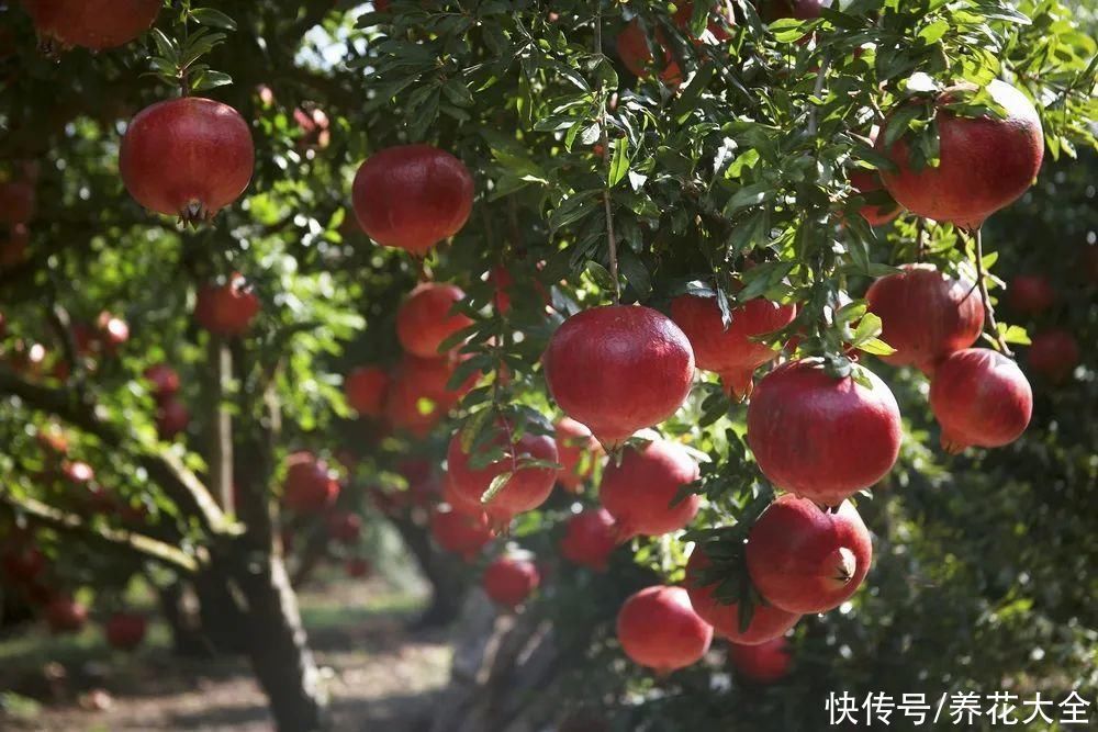 枝条|冬剪开始了,月季看见这种枝,就要赶紧剪