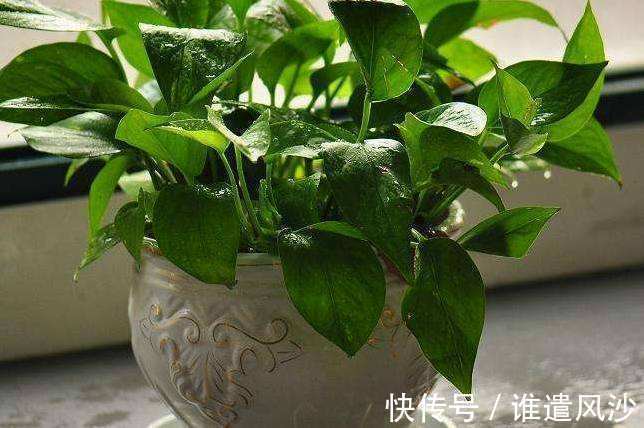 植物|家里养花,就选这些,品味高大上,好养又耐看