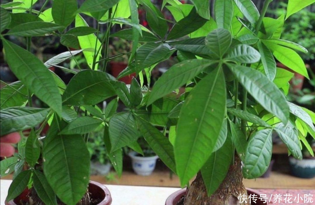 枝繁叶茂|发财树不用施肥，经常浇点“营养水”，照样长得枝繁叶茂