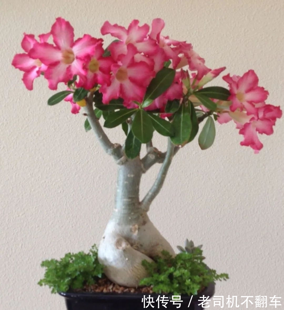 这三种多肉植物不养成盆景就太浪费了,附上制作和养护技巧