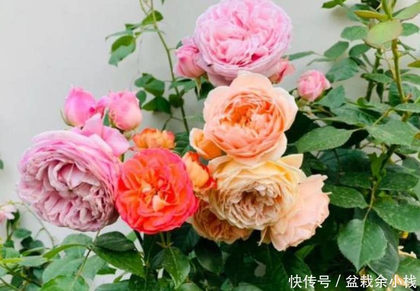 绿萝|4种花比牡丹还漂亮，比绿萝还好养，年年花开不断，一盆开花100朵